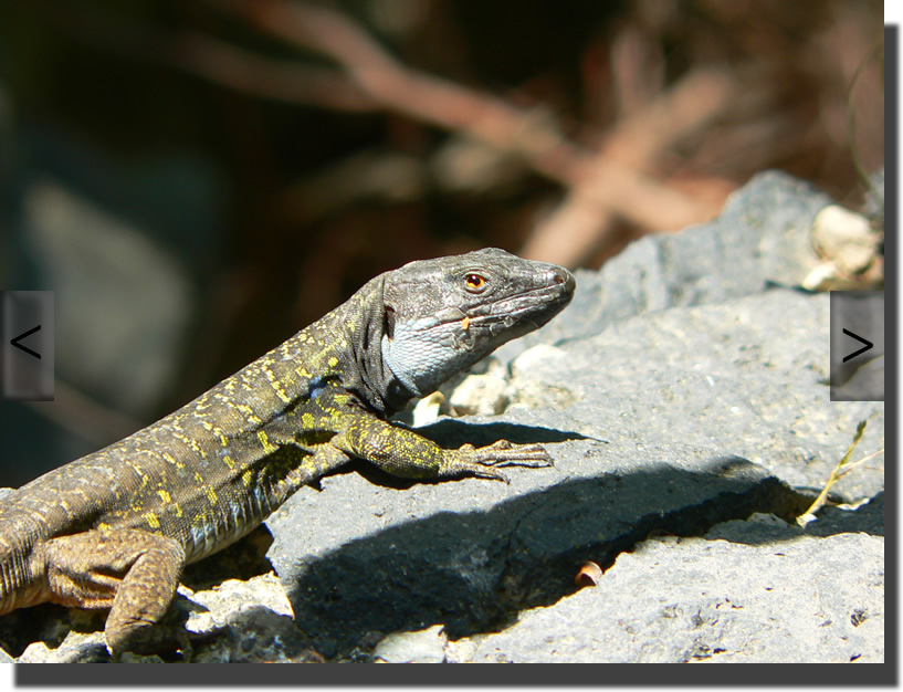 Gallotia galloti eisentrauti